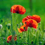 Nahaufnahme: Mohn