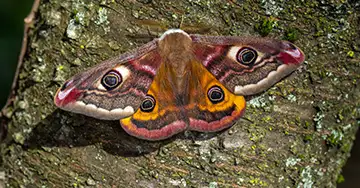 Kleines Nachtpfauenauge