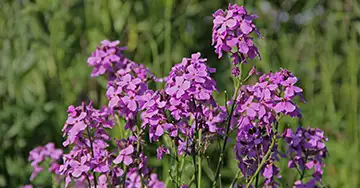 Garten-Nachtviole