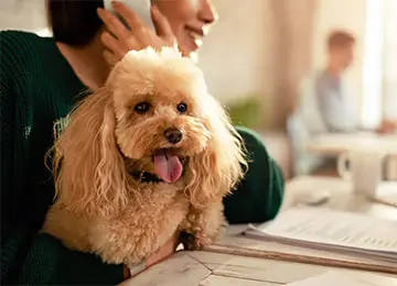 Nimm-Deinen-Hund-mit-zur-Arbeit-Tag Hund sitzt auf dem Schuß am Schreibtisch