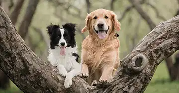 Zwei Hunde schauen nebeneinander hinter einem geteilten Baumstamm hervor.