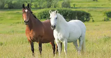 Ein braunes und ein weißes Pferd stehen nebeneinander auf der Weide und blicken in Richtung Kamera.