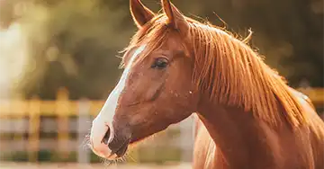 ein braunes Pferd steht auf einer Weide