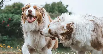 Hundehaftpflicht zwei Australian Shepherds spielen ausgelassen miteinander im Freien