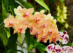 Orchidee Orchidee