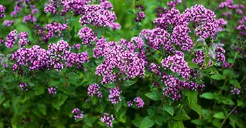 Oregano