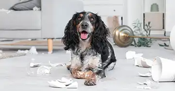 ein Spaniel iegt auf dem Boden inmitten von Unordnung