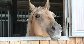 ein hellbraunes Pferd schaut neugiereig über die Tür seiner Box