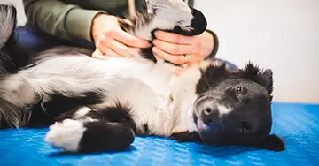 Tierärztin untersucht die Gelenke eines Hundes