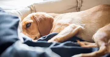 Hund liegt mit Decke im Körbchen und erholt sich von der Operation