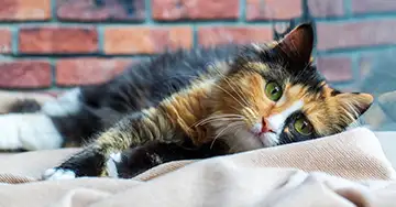 Katze liegt nach der Operation auf einer Decke und erholt sich