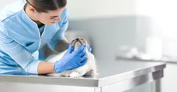 Der Kiefer der Katze wird von einer Tierärztin untersucht