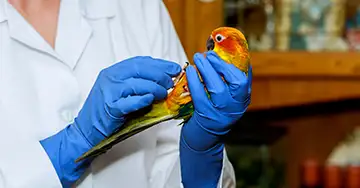 Tumorerkrankungen beim Sittich oder Papagei Tierärztin untersucht den Tumor eines klienen Papageies