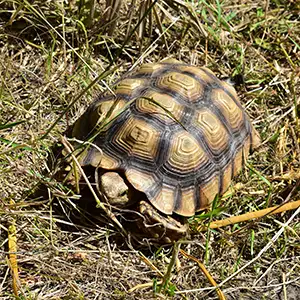Schildkröte Marla in ihrem Außengehege