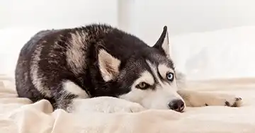 Hundekrankenversicherung Husky liegt auf einer weichen Unterlage