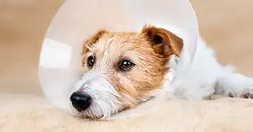 Hunde-OP-Versicherung rauhhaariger Hund mit OP-Schutzkragen