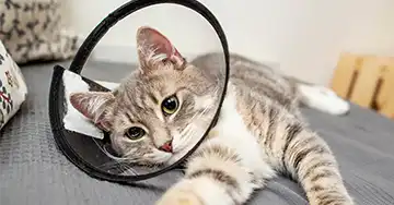 Katzen-OP-Versicherung getigerte Katze mit Schutzkragen nach einer OP