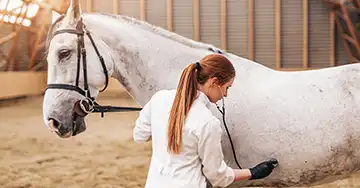 Pferde-OP-Versicherung eine junge Tierärztin untersucht ein weißes Pferd