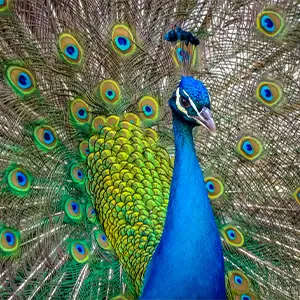 Exotenhaftpflicht für den Pfau Pfau schaut interessiert in die Kamera