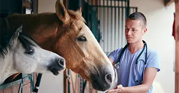Ein Tierarzt untersucht zwei Pferde in einem Stall.