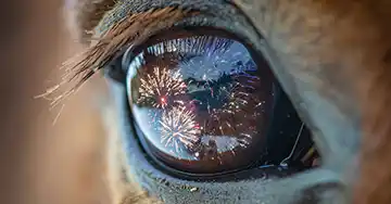 Pferde an Silvester Feuerwerk spiegelt sich in einem Pferdeauge