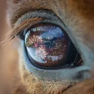 Feuerwerk spiegelt sich in einem Pferdeauge