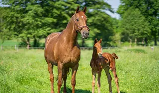 Stute neben ihrem Fohlen auf der Wiese