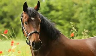 Pferd auf der Wiese mit Mohnblumen