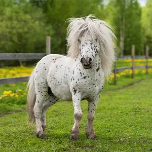 Pferde-OP-Versicherung Weißes Pony mit schwarzen Flecken auf der Weide