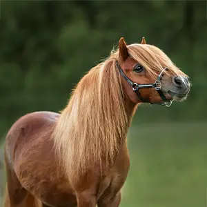 Ponyhaftpflicht Braunes Pony mit langer Mähne