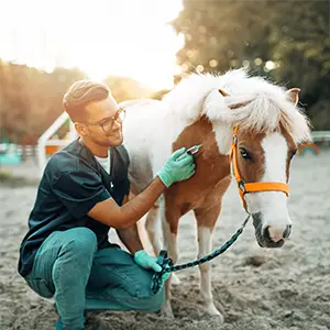 Pferdekrankenversicherung: Die beste Gesundheitsvorsorge für Dein Pony Geschecktes Pony bekommt eine Spritze vom Tierarzt