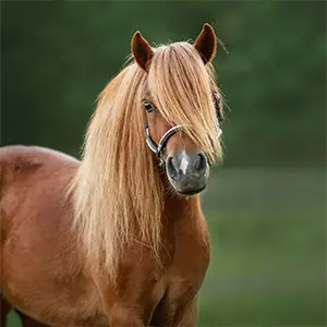 Kolikversicherung: Rundumschutz bei Schmerzen im Bauchraum Braunes Pony schaut in die Kamera