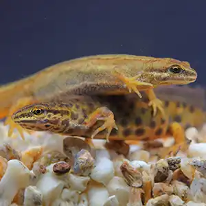zwei Teichmolche auf dem Bodengrund