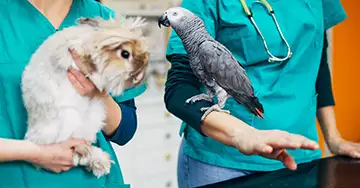Unsere Kleintierversicherungen im Überblick Tierärztinnen mit Kaninchen und Graupapagei in einer Tierarztpraxis.