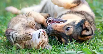 Zu unseren Tierversicherungen Hund und Katze liegen nebeneinander auf dem Rücken im Gras