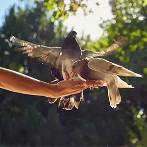 Tauben fressen aus der Hand