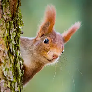 Eichhörnchen im Winter schützen Eichhörnchen sitzt an einem Baumstamm