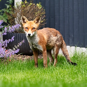 Fuchs im Garten gesichtet Rotfuchs steht im Garten neben em Blumenkübel