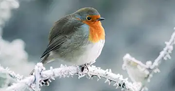 Rotkehlchen sitzt im Winter auf dem verschneiten Ast