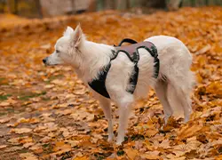 Weißer Hund mit Safety-Geschirr im Herbstlaum