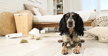 Hundehaftpflicht Ein unordentliches Wohnzimmer mit einem Hund auf dem Boden.