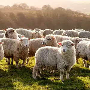 eine Herde Schafe auf einer Wiesenfläche