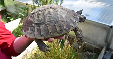 Schildkröte aus artgerechter Haltung