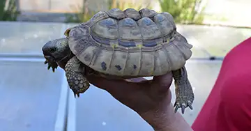 Schildkröte aus falscher Haltung