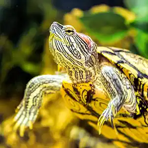 Schmuckschildkröte im Wasser des Terrariums