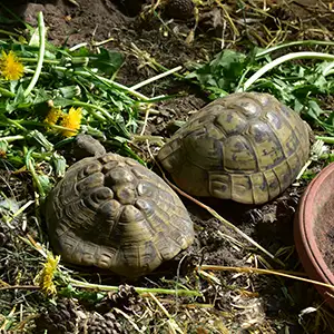 Schildkröten fressen Löwenzahn