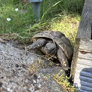 Nahaufnahme einer Schildkröte der Auffangstation