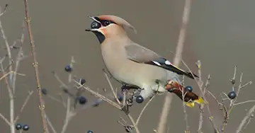 Männlicher Gartenrotschwanz sitzt auf dem Holzzaun