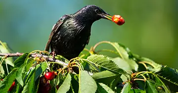 Star sitzt im Kirschbaum
