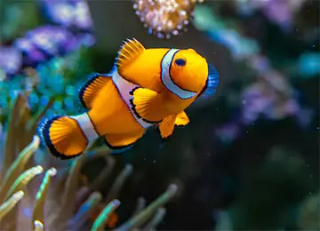 Tag der Fische Süßwasserfisch im Aquarium